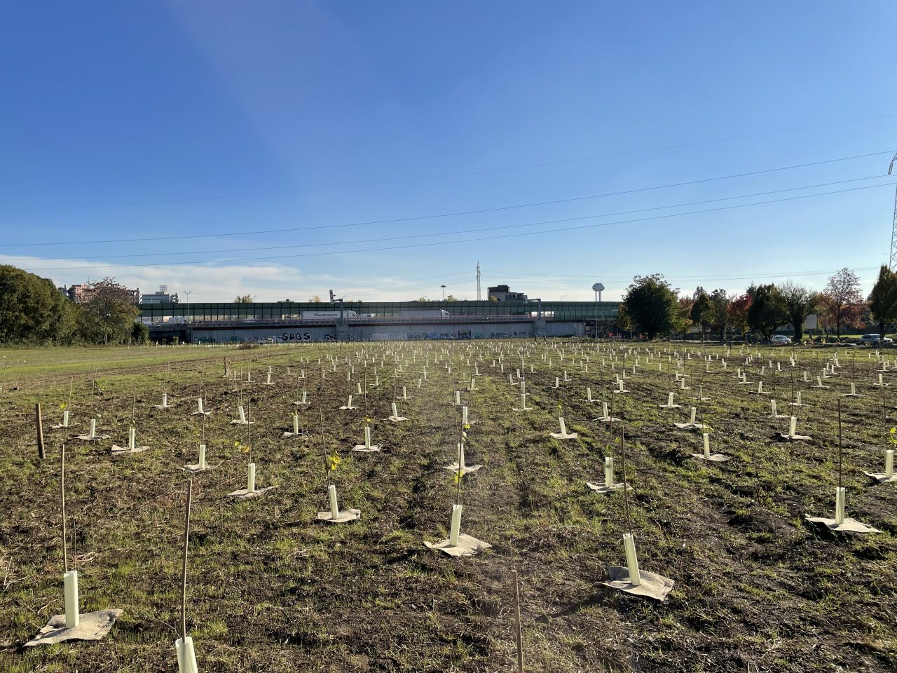 forestazione urbana