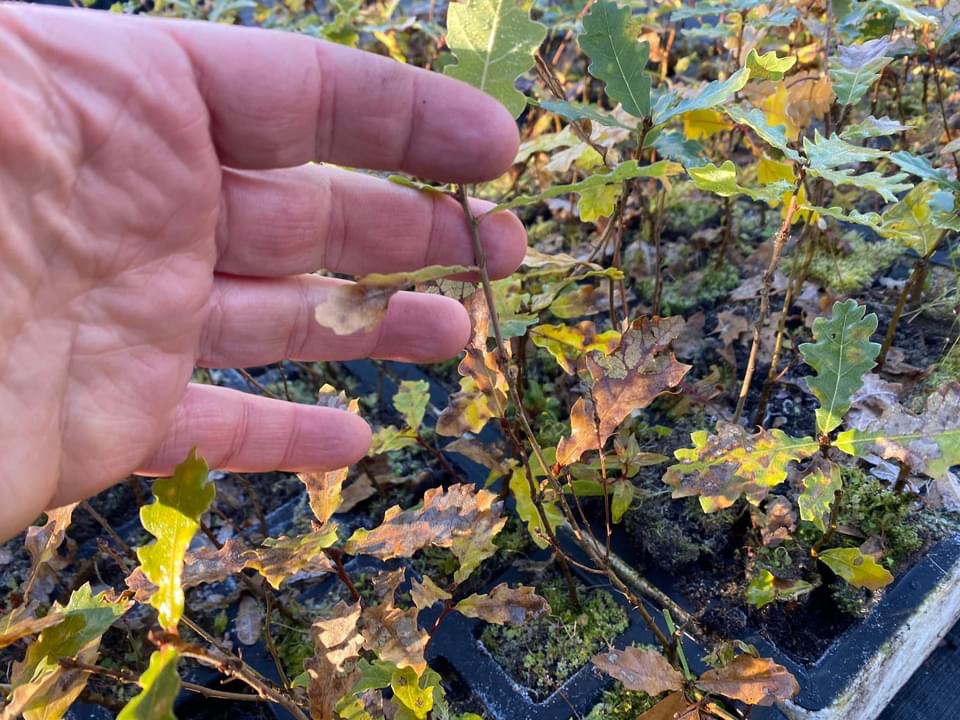 piantine in vivaio per forestazione 