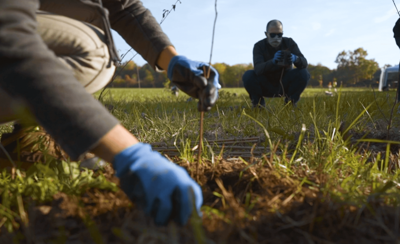 Piantare tanto, piantare bene: Forestazione Italiana